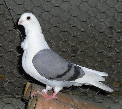 Fiche oiseau n1 : le pigeon biset 29963410