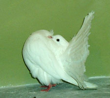 Fiche oiseau n1 : le pigeon biset 48665410