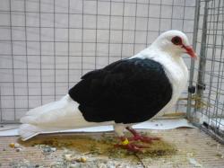 Fiche oiseau n1 : le pigeon biset Bonneu10