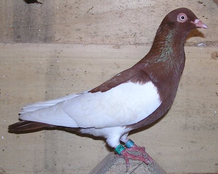 Fiche oiseau n1 : le pigeon biset Culbut10