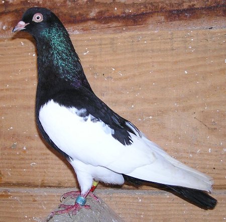 Fiche oiseau n1 : le pigeon biset Culbut11