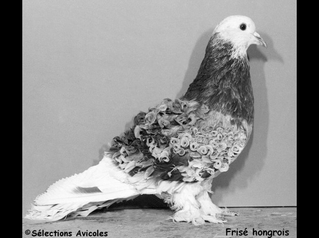 Fiche oiseau n1 : le pigeon biset Frise-10