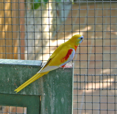 Fiche oiseau n4 : la perruche turquoisine Image10