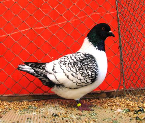 Fiche oiseau n1 : le pigeon biset Img_3110