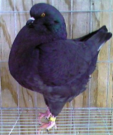 Fiche oiseau n1 : le pigeon biset King_p10