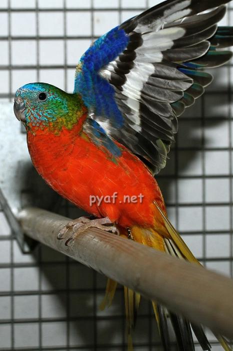 Fiche oiseau n4 : la perruche turquoisine Male-o10
