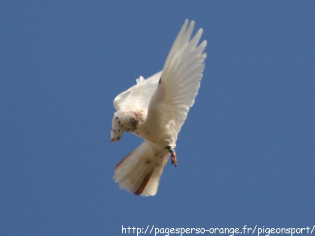 Fiche oiseau n1 : le pigeon biset Or-n-g10