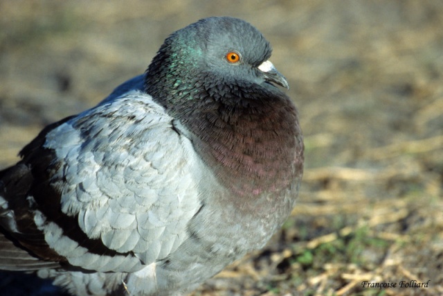Fiche oiseau n1 : le pigeon biset Pigeon11