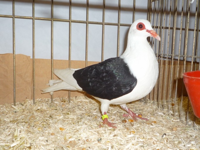 Fiche oiseau n1 : le pigeon biset Pigeon12