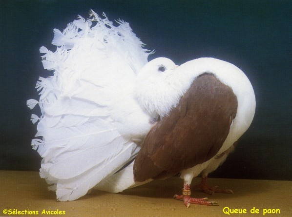 Fiche oiseau n1 : le pigeon biset Queue-10