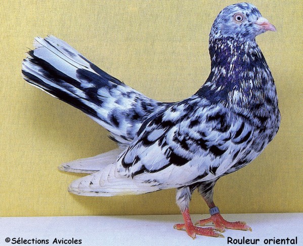 Fiche oiseau n1 : le pigeon biset Rouleu10