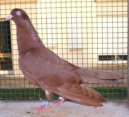 Fiche oiseau n1 : le pigeon biset Rouleu11
