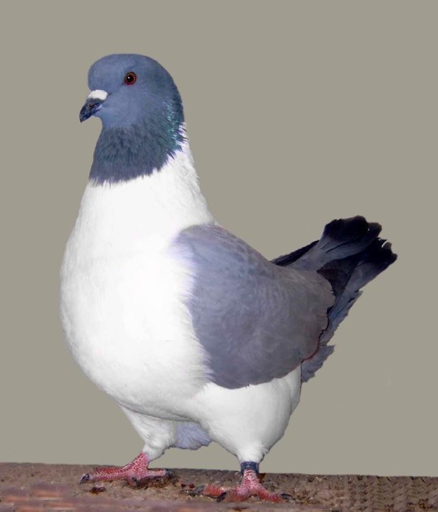 Fiche oiseau n1 : le pigeon biset Strass10