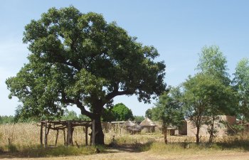 AFRIQUE CENTRALE : Région de Chenjegaï ;) Brouss10