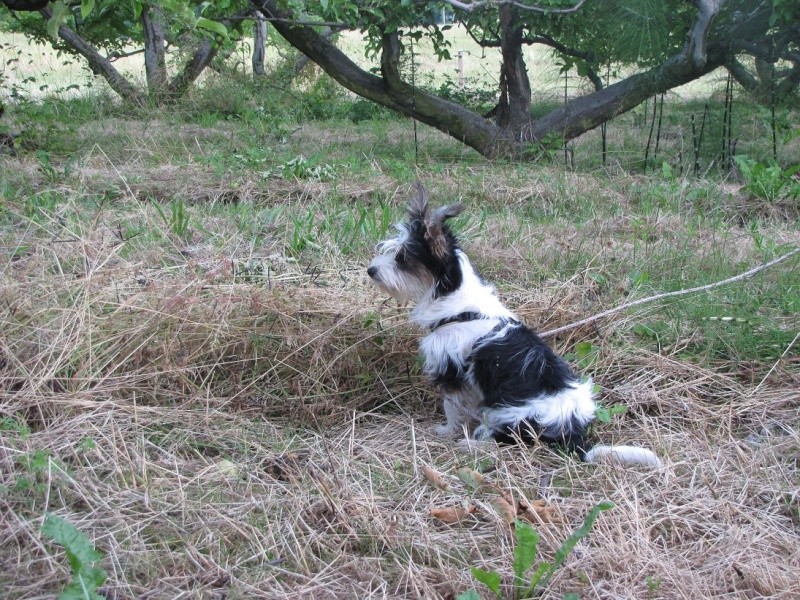 Dani, petit chien tricolore, 5 mois (74) - ADOPTÉ Img_3311