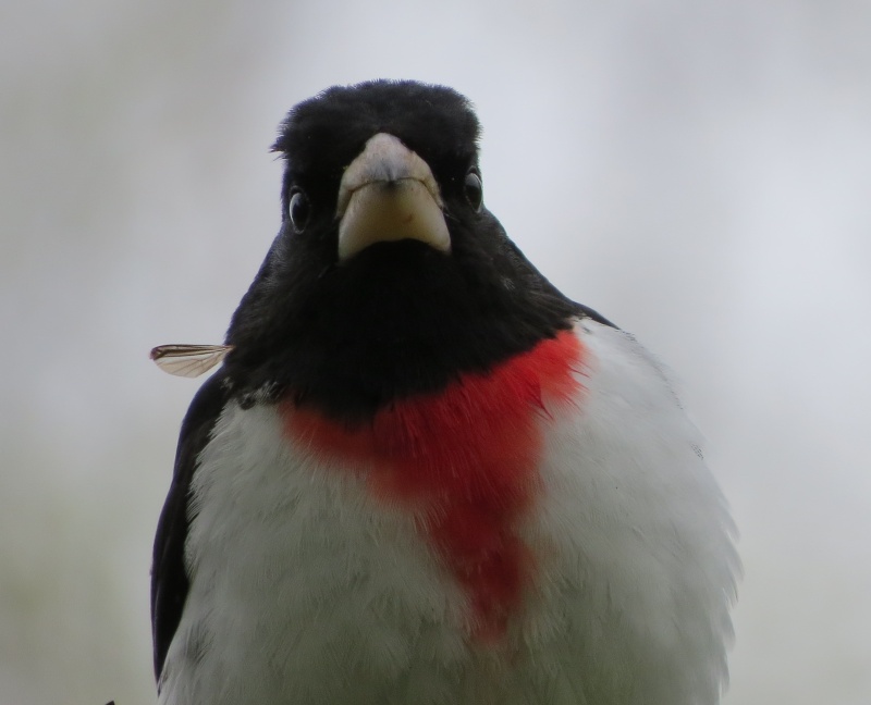 Gros plan sur un cardinal a poitrine rose !! Img_0115