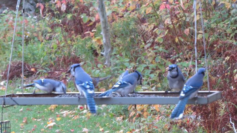 Pas vraiment des oiseaux chanteurs !!! Img_0313