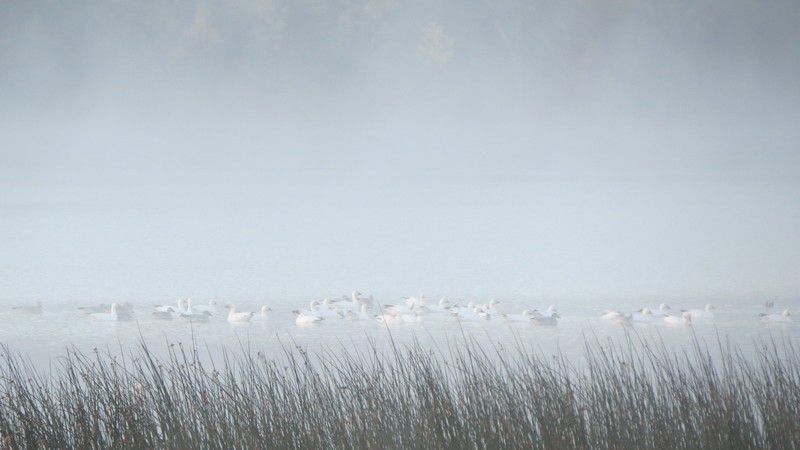 Les oies dans le brouillard !! Img_2910