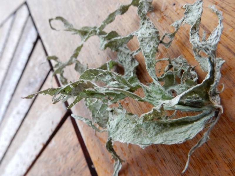 lichen : Lobaria pulmonaria & Ramalina (farinacèa ?) Dscn0012