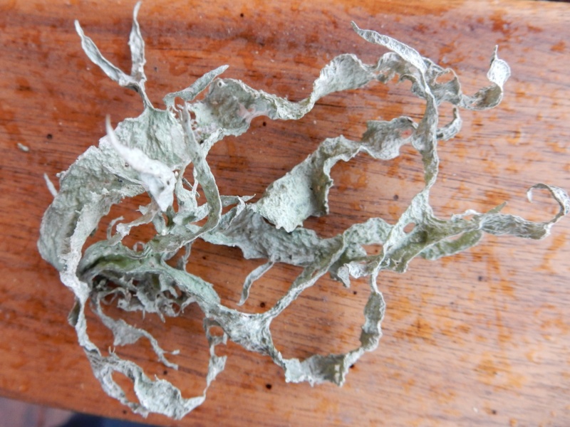 lichen : Lobaria pulmonaria & Ramalina (farinacèa ?) Dscn0013
