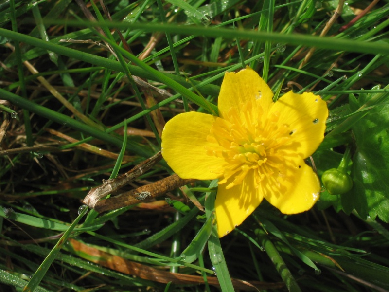 Populage des marais - Caltha palustris Img_8110