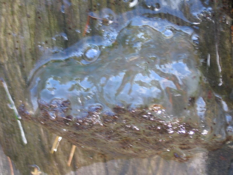 Bryozoaire d’eau douce - Pectinatella magnifica Img_8113