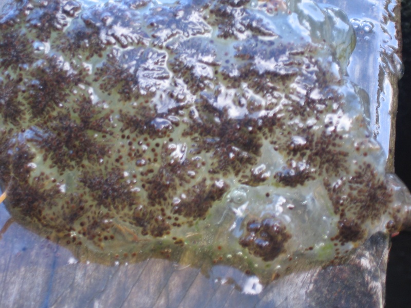 Bryozoaire d’eau douce - Pectinatella magnifica Img_8114