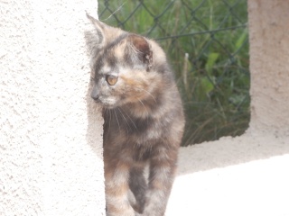 Fripette, chatonne écaille de tortue, née début mai 2014 (adoptée) P8260810