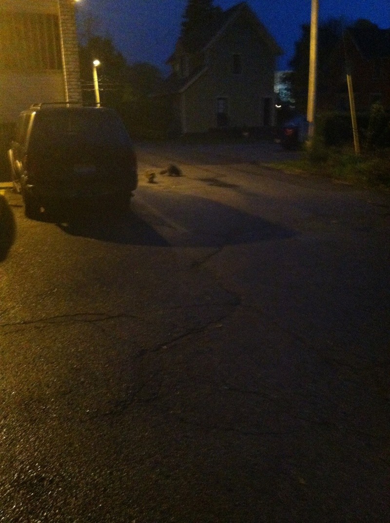 Just got attacked by 2 raccoons, they learned you don't fuck with SD.  Racoon10
