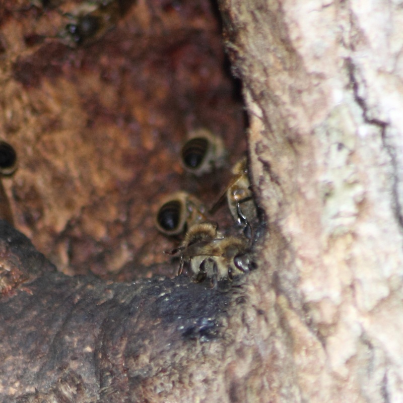 Essaim d'abeilles et Frelon [Apis mellifera] Img_5216