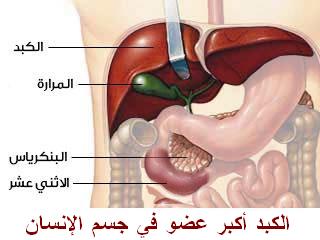 وظائف الكبد و طرد السموم 310