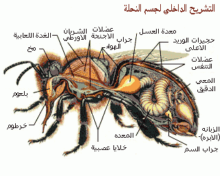 عسل النحل ( غذاء وشفاء ) 910