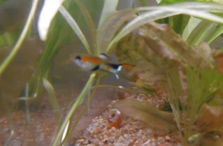 [ARRET DE L'ELEVAGE]Guppys issus des "Half-Black" P6250012