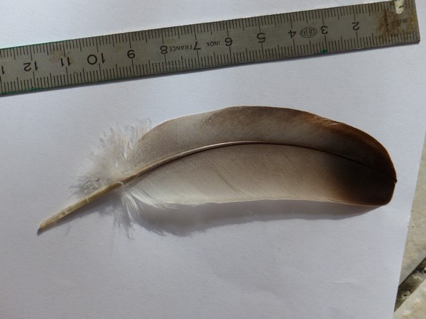 Identifications de 10 plumes Image015