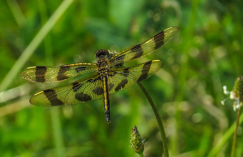 Célithème géante(Celithemis eponina) Calith12