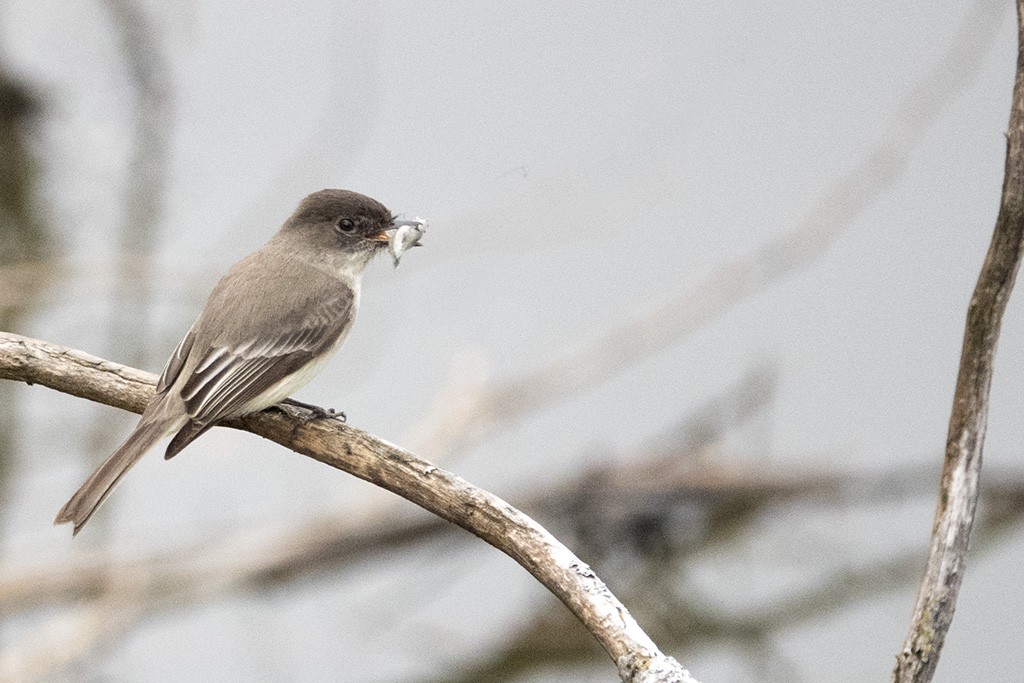 Moucherolle phébi comportement étrange Mouche10