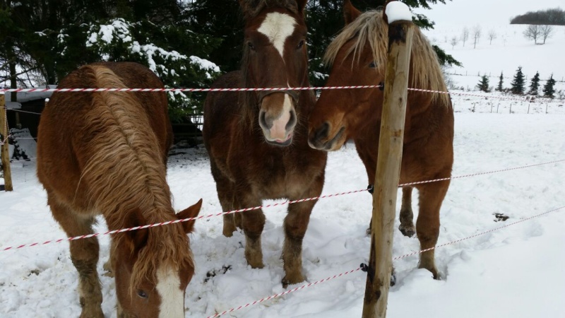 (Dept19) EPAIN DE L'ELU (Nov 2014) & FERGUS (Dec 2014), bretons, réservés par Ursula  - Page 6 Img-2044