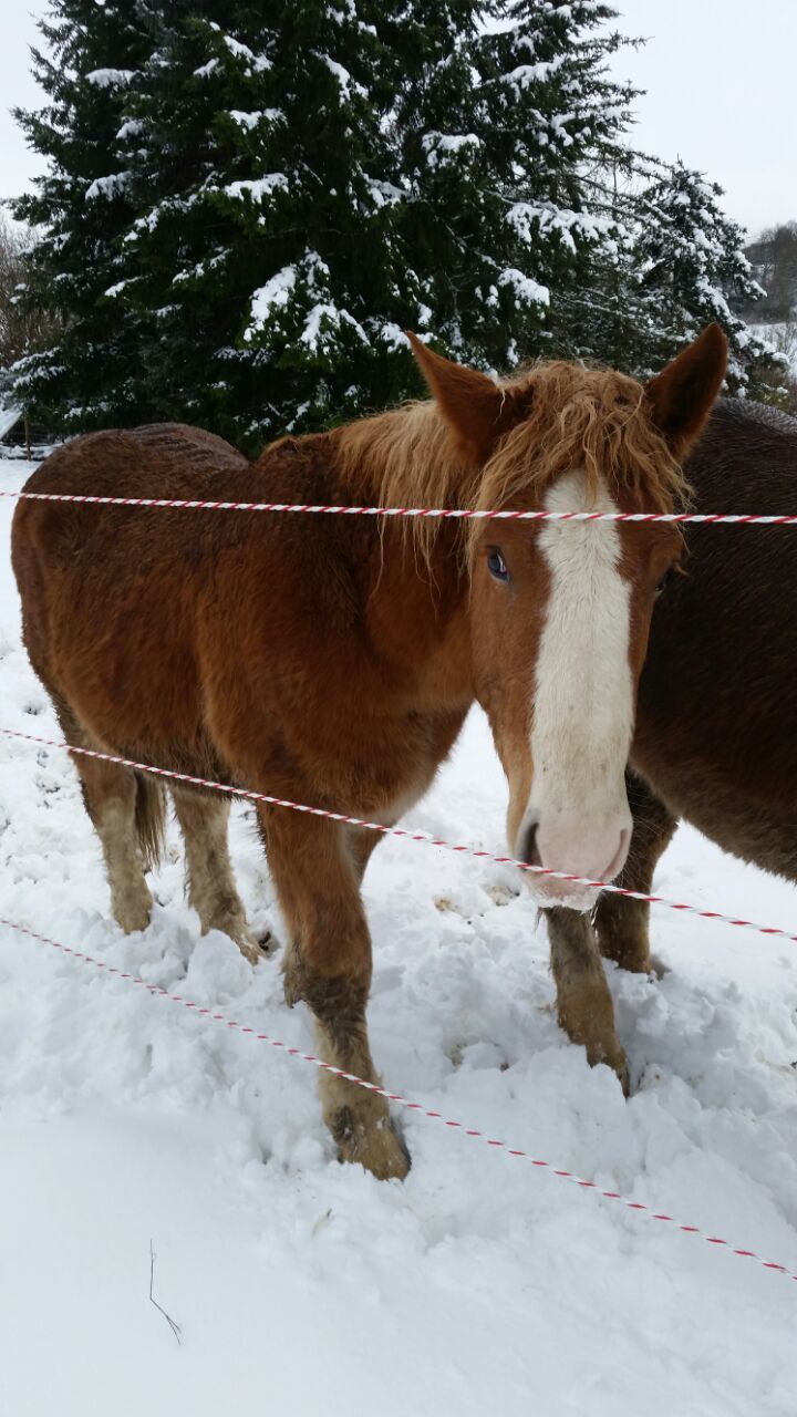 (Dept19) EPAIN DE L'ELU (Nov 2014) & FERGUS (Dec 2014), bretons, réservés par Ursula  - Page 6 Img-2048