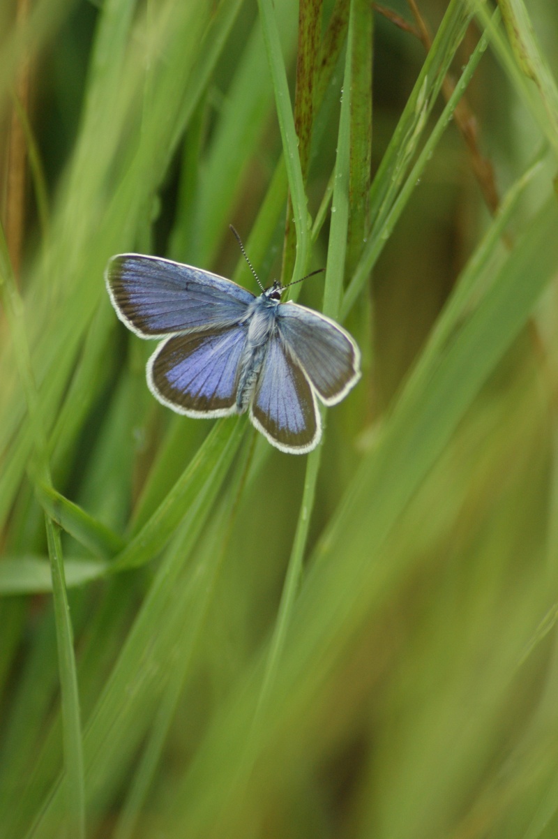 Bilan de la journée prospection Plebejus à Saint Just Dsc01414