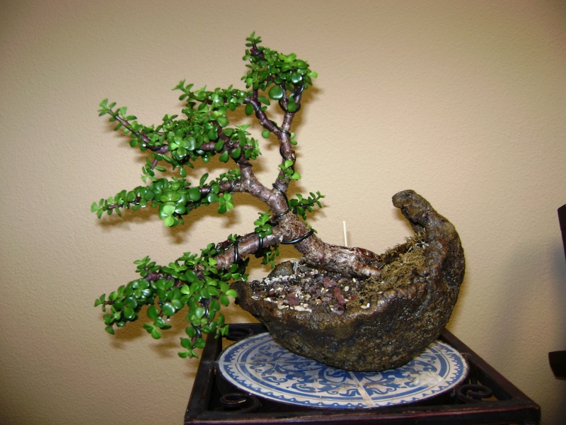 Need some help - first Bonsai - Jade tree green leaves falling off 00610