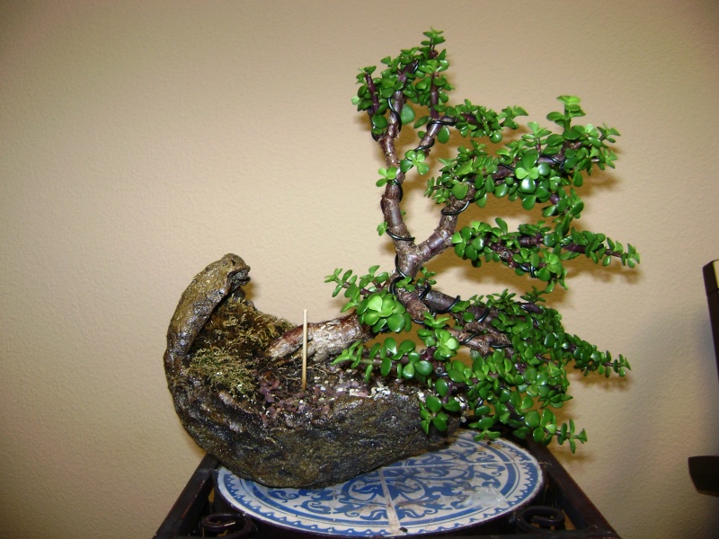 Need some help - first Bonsai - Jade tree green leaves falling off 00810
