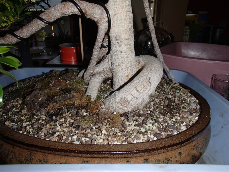 Tony the Tiger Bark Ficus Retusa progression 910