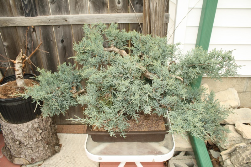 Chinese Juniper "Michael" Img_1811