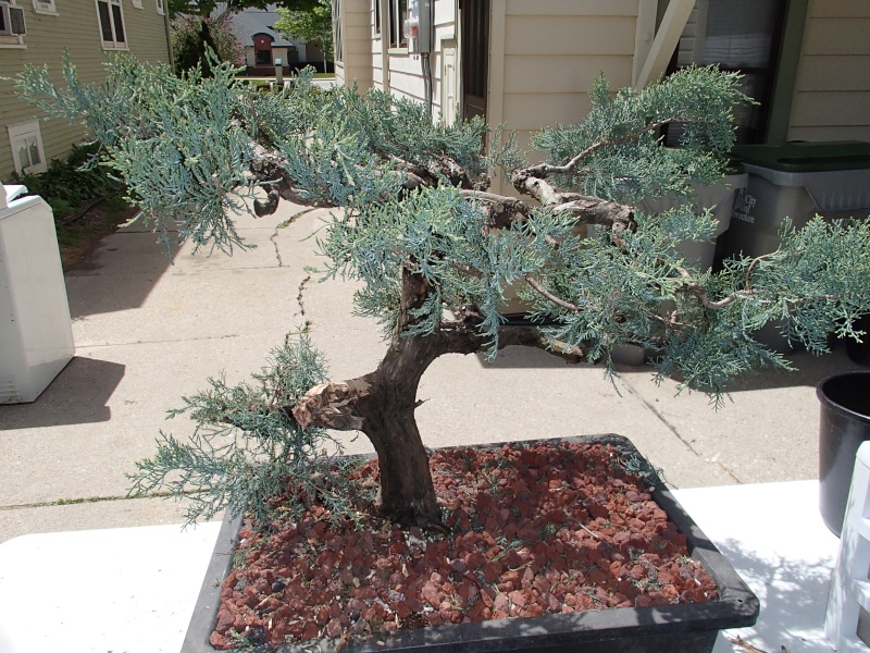 Chinese Juniper "Michael" P5240110