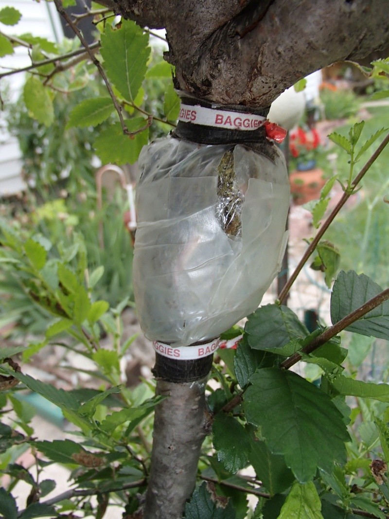 chinese elm air layering advice needed P7060013