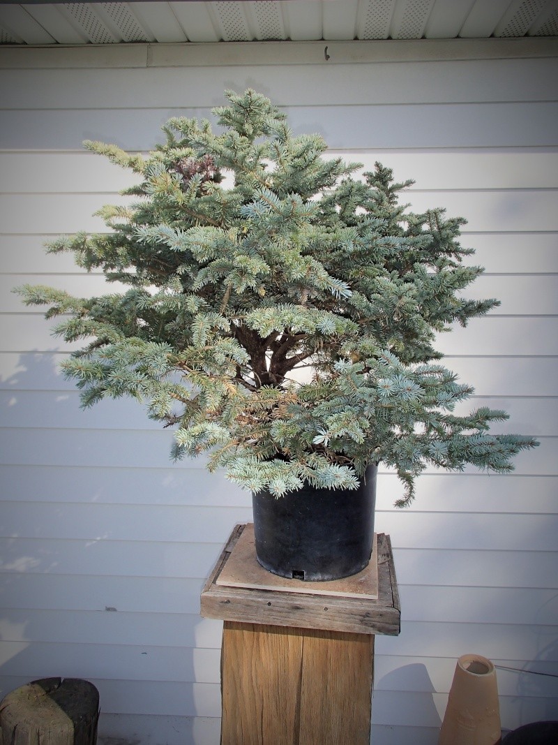dwarf blue spruce... what can i get away with ? Pa100015