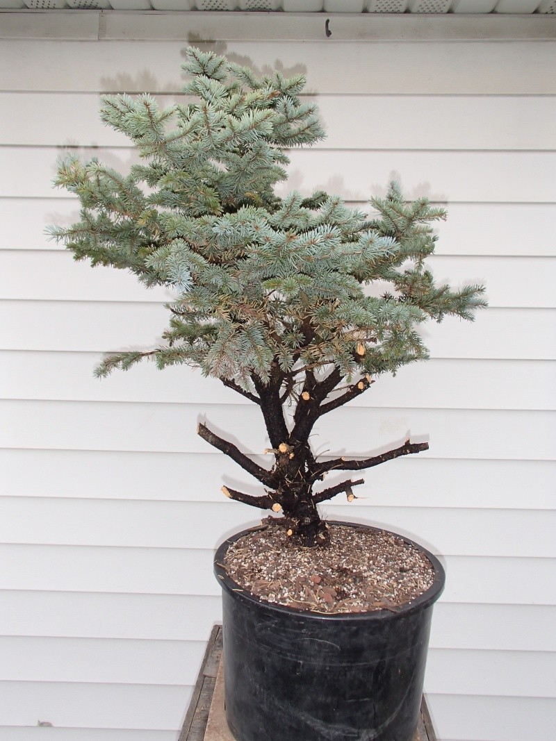 dwarf blue spruce... what can i get away with ? Pa120015