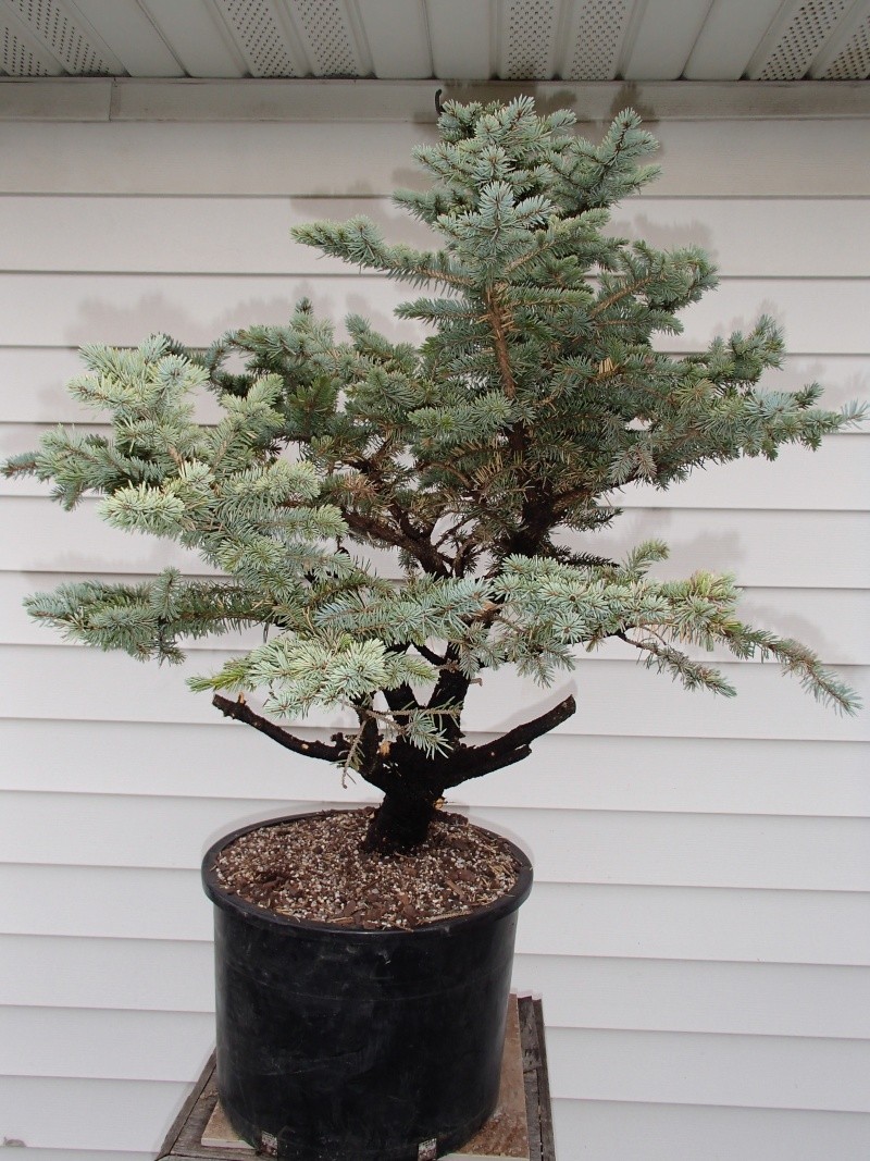 dwarf blue spruce... what can i get away with ? Pa120016