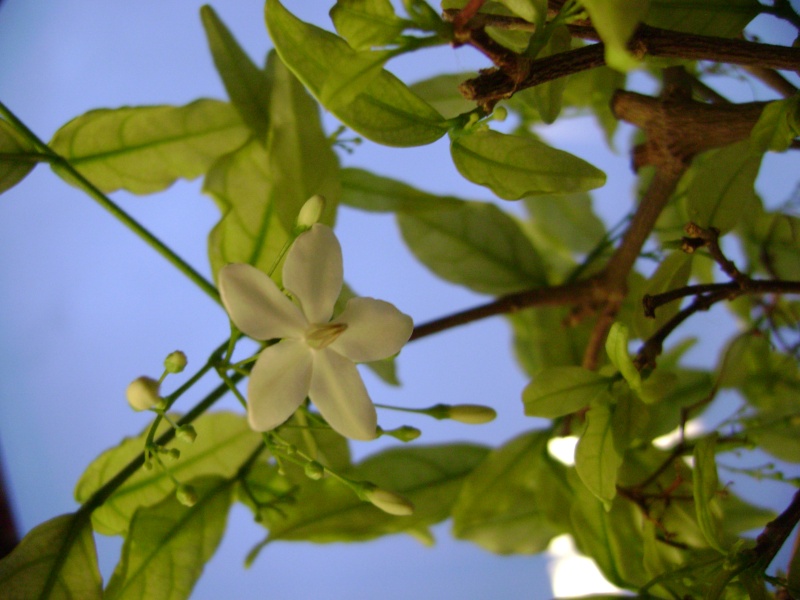 defoliating a pitanga ? Pitang10