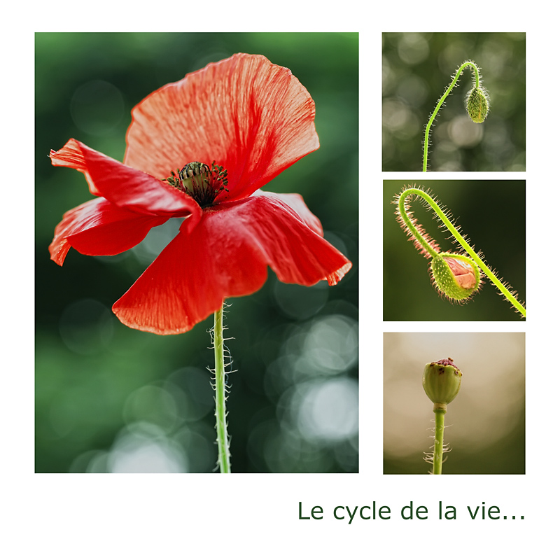 Le cycle de la vie... Cycle-10